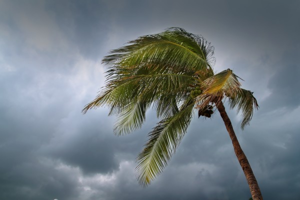 hurricane tropical storm coconut palm tree leaves cloudy gray sky