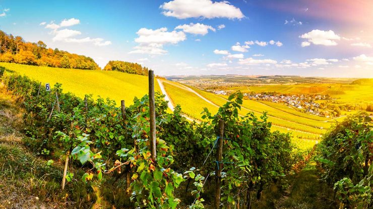 Tourisme dans le vignoble en Alsace